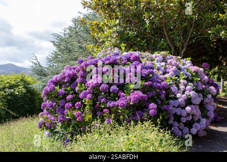 Purple and pale pink beautiful hydrangea flowering plants. Hortensia ornamental shrubs in the garden. French hydrangeas in bloom. Stock Photo