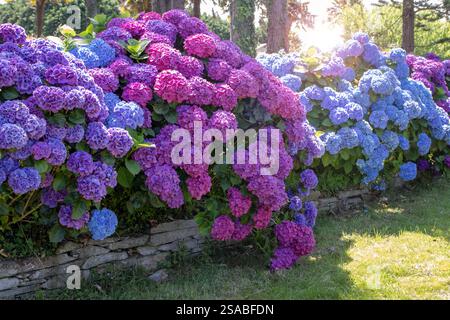 Slate retaining wall decorated with purple and blue hydrangeas garden hedge. Hydrangea macrophylla flowering shrubs. Hortensia multicolor flowers. Fre Stock Photo