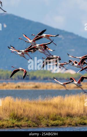 flamingo-in-albanian-lagoon-narta-vlora-stock-photo-alamy
