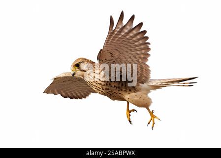 Common kestrel in flight isolated on white background (Falco tinnunculus). Bird of Prey Stock Photo