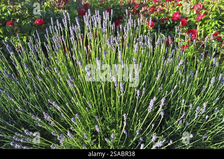 Summer bed with lavender and roses Stock Photo