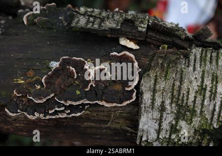 Close up with depth of field, of the Turkey Tail mushroom growing on a fallen birch tree in woodland. Stock Photo