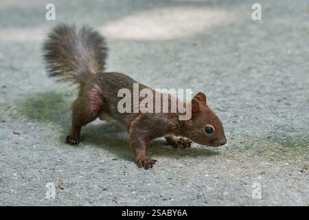 Eurasian red squirrel close-up (Sciurus vulgaris) Stock Photo