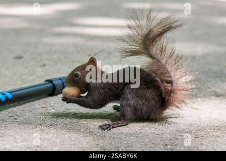 Eurasian red squirrel eating walnuts (Sciurus vulgaris) Stock Photo