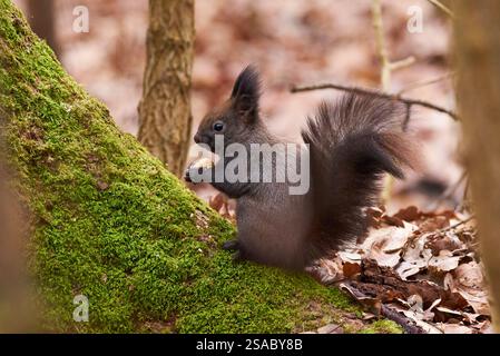 Eurasian red squirrel eating walnuts (Sciurus vulgaris) Stock Photo