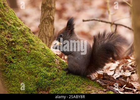 Eurasian red squirrel eating walnuts (Sciurus vulgaris) Stock Photo