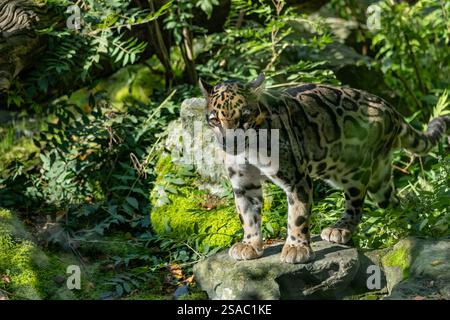 Clouded leopard (Noefelis nebulosa), rainforest wild cat in the family Felidae, native regions: Northeast India and Bhutan, mainland Southeast Asia, S Stock Photo