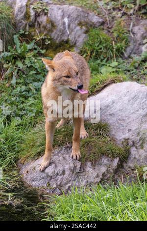 A golden jackal (Canis aureus) stands at a small puddle Stock Photo - Alamy