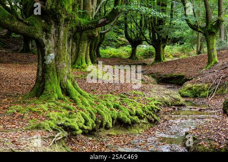 Otzarreta beech, fagus Sylvatica, Gorbeia natural park, Alava- Vizcaya, Euzkadi, Spain Stock Photo