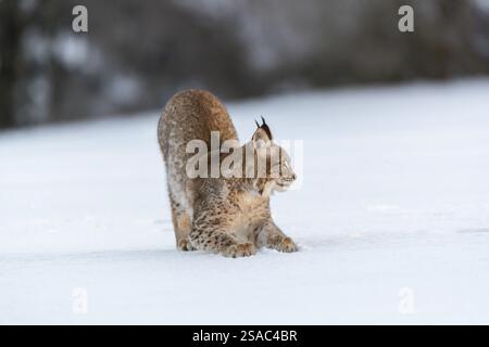 One young male Eurasian lynx, (Lynx lynx), sharpening its claws on icy snow Stock Photo