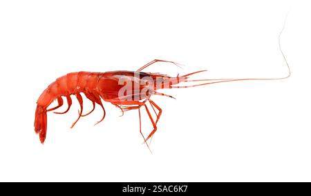Raw red shrimp isolated on white Stock Photo