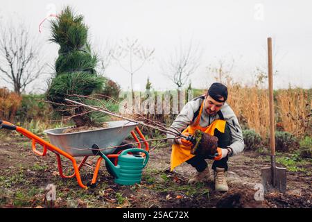 Gardener man planting evergreen pine trees in autumnal garden using wheelbarrow, shovel and watering can. Seasonal works in spring garden. Stock Photo