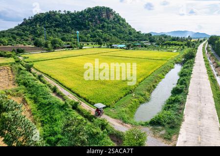 Scenic rural scene Three wheel motorcycle riding among ripe rice field ...