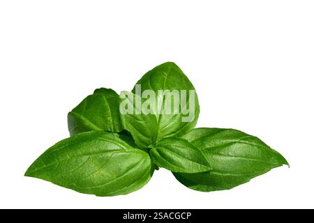 Green basil leaves isolated on white background Stock Photo