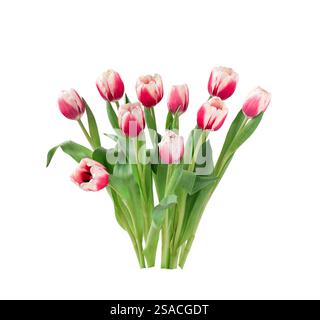 Group of pink tulips isolated cutout on white Stock Photo