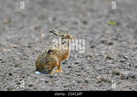 European brown hare (Lepus europaeus) sitting in field / farmland Stock Photo