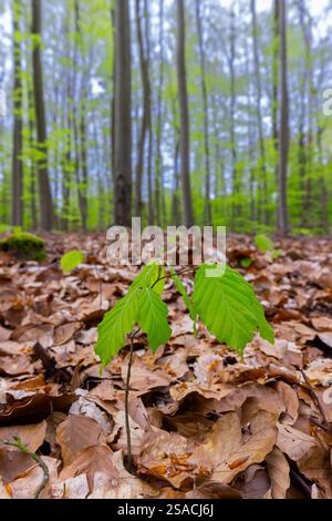 European beech / common beech (Fagus sylvatica) new shoot / seedling emerging from the forest floor in deciduous woodland in spring Stock Photo