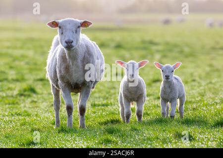 White domestic sheep ewe with two lambs in pasture in spring, North Frisia, Schleswig-Holstein, Germany Stock Photo