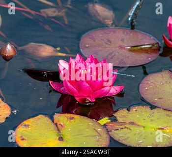 Cerise pink water lily flower and leaves floating on the surface of a ...
