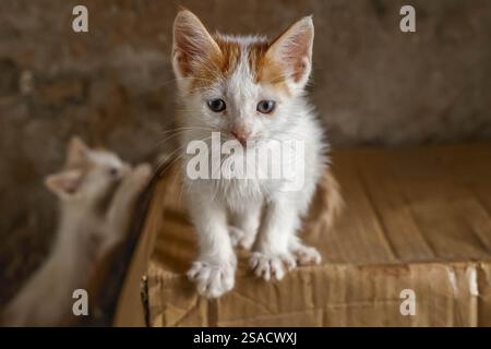 Kittens around a cardboard box in Sale medina, Morocco Stock Photo