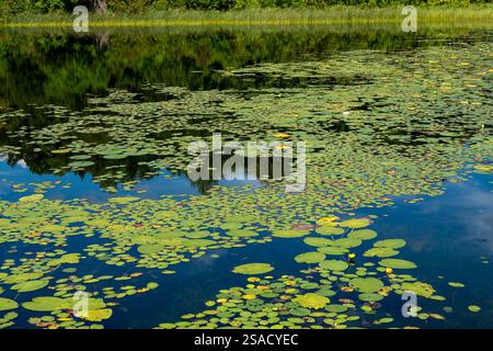 Hundreds of lily pads, with a few flower blossoms, floating on the water of a lake in Minnesota Stock Photo
