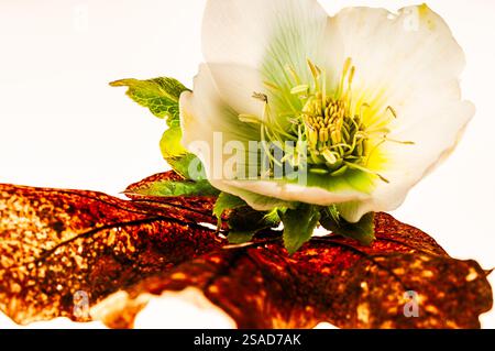 Hellebore, Christmas Rose close up on a backlit white background with a red leaf Stock Photo