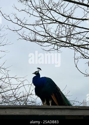 This striking photo captures a regal peacock perched atop a wooden roof, standing out with its vibrant plumage against a backdrop of overcast skies. T Stock Photo