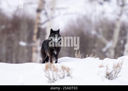 Black wolf with his nose covered in snow standing in Yellowstone Park Stock Photo