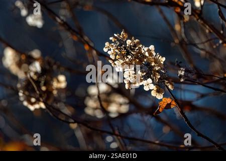 Backlit Hydrangeas in fall - Brevard, North Carolina, USA Stock Photo