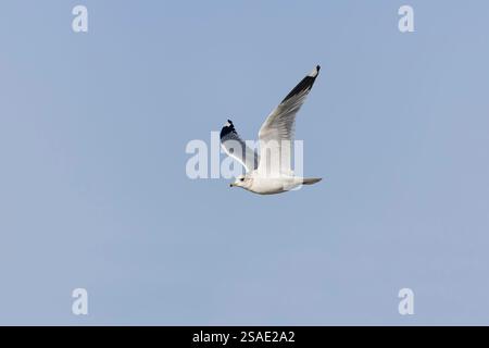Common gull Larus canus, winter plumage adult flying, Suffolk, England, January Stock Photo