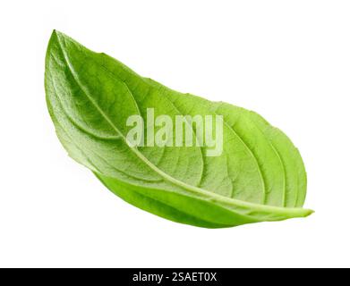 Fresh green basil leaf isolated on white background. Basil isolated. Flying basil leaf for design. Basil green fresh leaf flat lay isolated on white b Stock Photo
