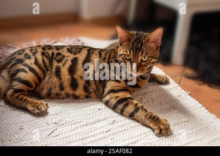 Beautiful bengal cat resting on the living room floor. Stock Photo