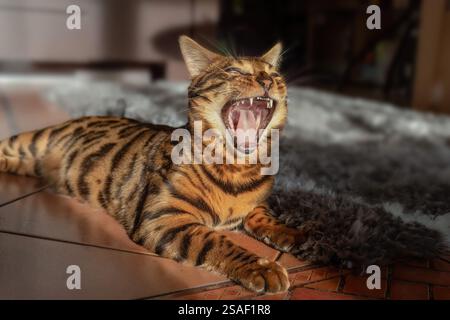 Beautiful bengal cat lying on the living room floor,yawning. Stock Photo