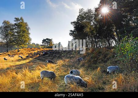 domestic sheep (Ovis ammon f. aries), grazing flock of sheep in the Westrup heath land in autumn, Germany, North Rhine-Westphalia, Haltern am See Stock Photo