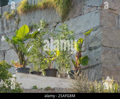 Colocasia esculenta or coco yam and bamboo plants in pots, creating a lush tropical outdoor setting with vibrant green foliage Stock Photo