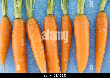 A detailed view of six fresh, orange carrots with green tops displayed on a textured blue background, emphasizing their natural texture and color. Stock Photo