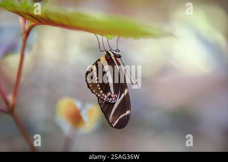 A butterfly with striking striped wings delicately perches on a green leaf, showcasing its red and black markings. Stock Photo