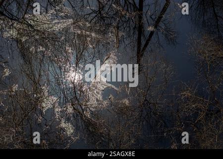 Reflection of a winter forest in calm water. Tree branches covered in hoarfrost create a complex pattern on the surface of the water Stock Photo