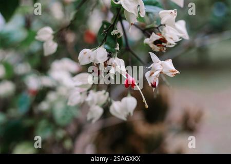 Delicate white bleeding heart flowers in bloom, adding a touch of elegance to a garden setting. Stock Photo