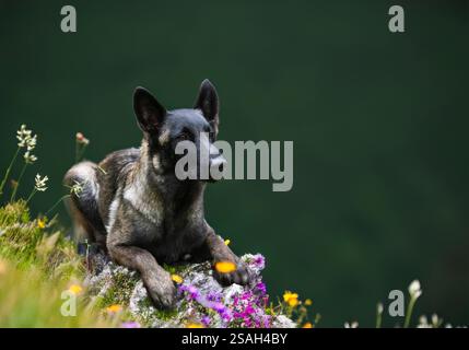 young belgian shepherd walking in the nature Stock Photo