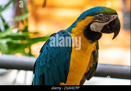 A vibrant blue and yellow macaw perched on a railing, showcasing its colorful feathers and distinctive beak. The background is blurred with greenery, Stock Photo