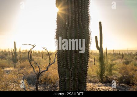 During dusk, a stunning sunset casts warm light over the Sonoran Desert, highlighting the iconic saguaro cacti near Picacho Peak State Park. Stock Photo