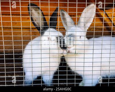 Two cute white and black hares in a cage. Domestic rabbits on farm. Curious bunny cooped up like a prisoner. Animal in contact zoo. Easter bunnies. Stock Photo