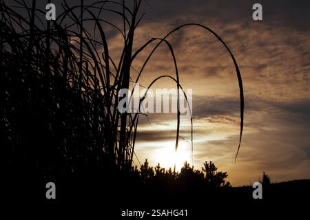 Miscanthus sinensis 'Purpurascens'. Ornamental high-growing ornamental dry brown grass in sunset sunlight. Autumnal landscape. Fall season nature. Stock Photo