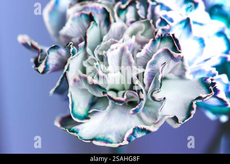 Blue grey carnation flower on lilac background close up. Macro flowers core, pistils and stamens. Single unusual flowering plant with curly petals. Stock Photo