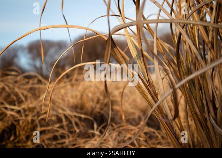 Miscanthus sinensis 'Purpurascens'. Ornamental high-growing bushes. High ornamental dry brown grass vertical background. Autumnal landscape Fall field Stock Photo