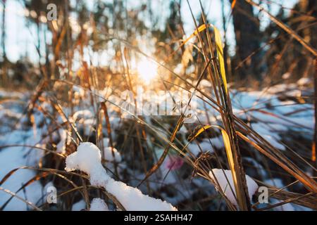 Dry grass growing under snow in the forest on a sunny day. Grasses in the sunlight. The change of seasons, from winter to spring. Cold sunny weather. Stock Photo