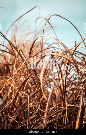 Miscanthus sinensis 'Purpurascens'. Ornamental high-growing bushes. High ornamental dry brown grass vertical background. Autumnal landscape Fall field Stock Photo