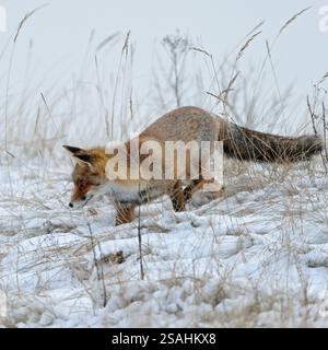auf Mäusejagd... Rotfuchs  Vulpes vulpes  im Schnee, Fuchs sucht im Schnee nach Mäusen, jagt im Winter *** Red Fox  Vulpes vulpes  hunting in snow, sudden onset of winter, natural surrounding, wildlife, Europe. Deutschland, Westeuropa Stock Photo