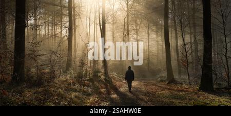 A calm walk in a magical misty forest with beams of golden sunlight falling through the silhouettes of tree trunks Stock Photo